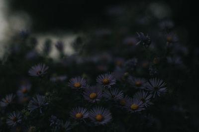 Close-up of flowers