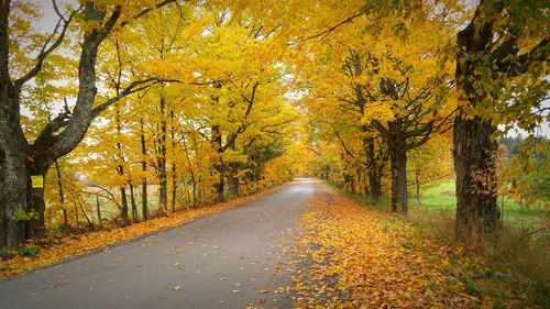 Road passing through forest