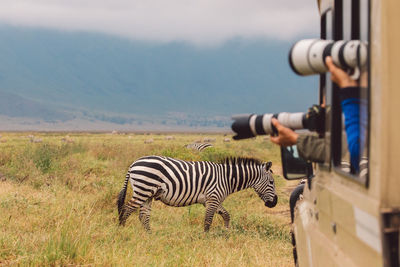 Zebra standing on field