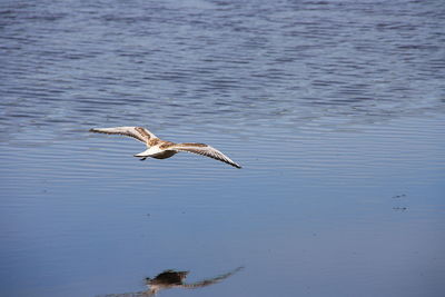 Bird flying over river