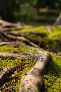 Close-up of moss growing on tree trunk