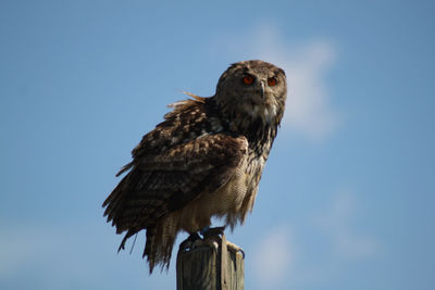 Low angle view of owl perching on a bird