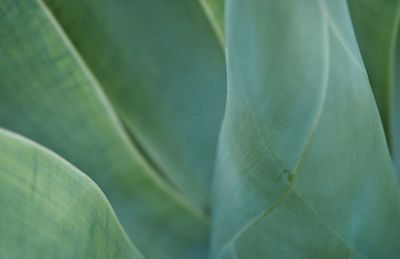 Close-up of leaves