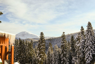 Pine trees on snowcapped mountains against sky