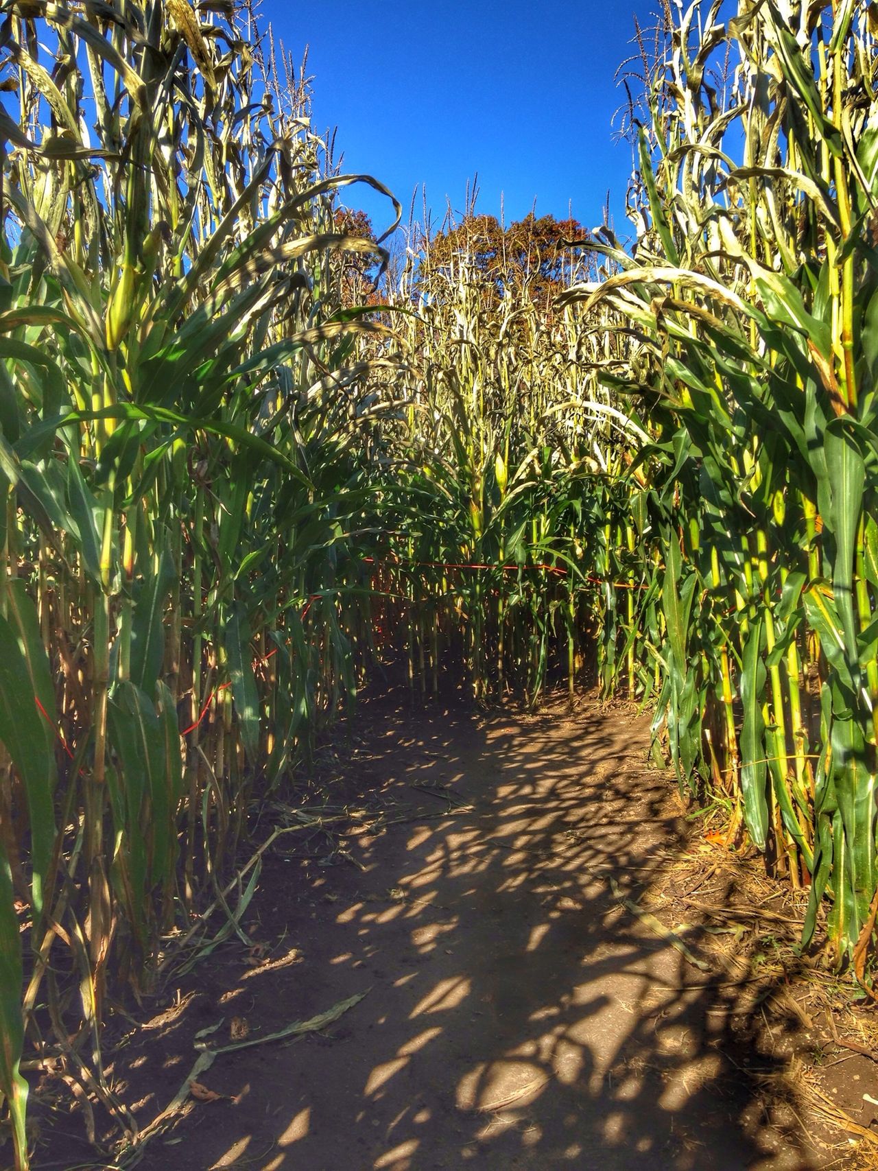 Salisbury Farm Corn Maze