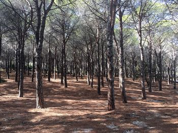 Bare trees in forest against sky