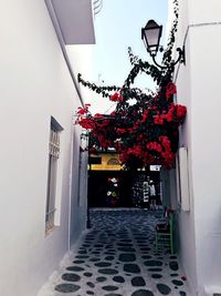 Flowering plants by building against wall