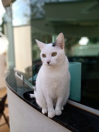 Portrait of white cat sitting outdoors