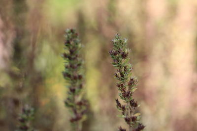 Close-up of plant