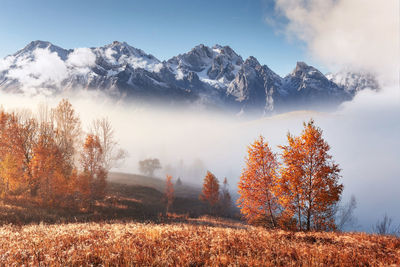 Majestic landscape with autumn trees in misty forest. carpathian, ukraine, europe. beauty world.