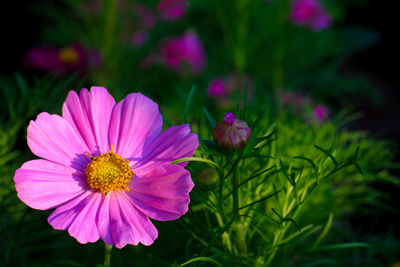 Close-up of pink flowering plant