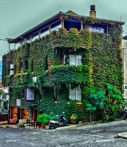 Plants growing by building