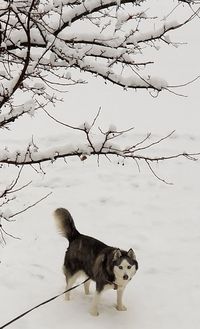 Dog on snow covered tree