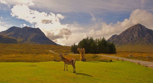 Horse standing in a field