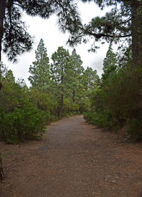 Dirt road amidst trees in forest against sky