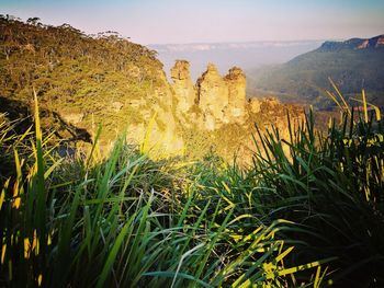 Plants growing on land against sky