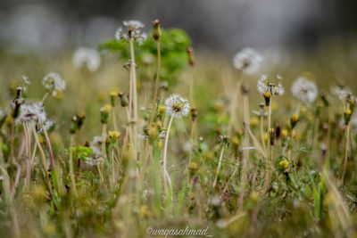 Close-up of flowering plants on field