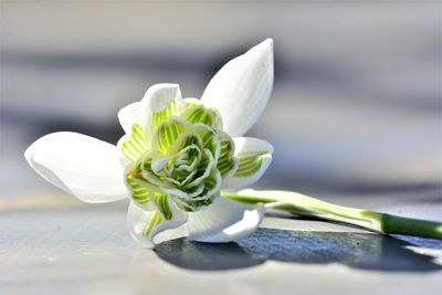 Close-up of white flowers on table