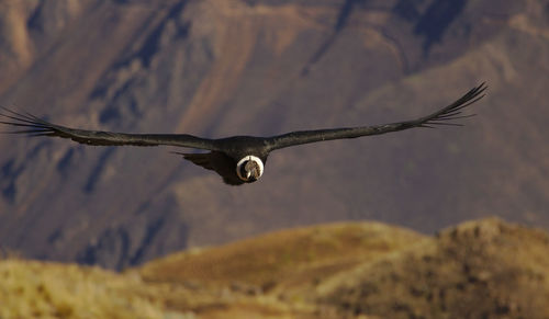 Low angle view of condor flying, colca canyon, peru