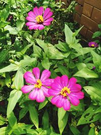 High angle view of pink flowering plants