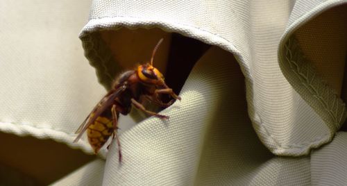 High angle view of insect