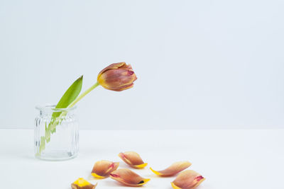 Close-up of tulips against white background