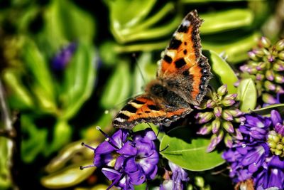 Close-up of butterfly on purple flower