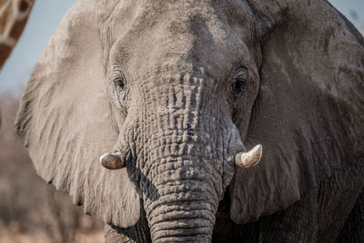 Close-up of elephant