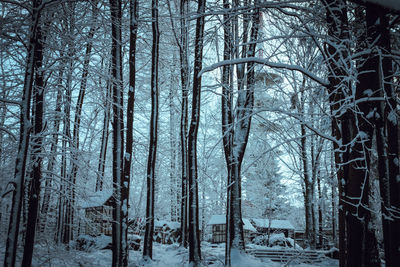 Bare trees in forest during winter