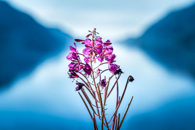 Close-up of purple flowers on plant against sky