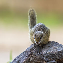 Close-up of squirrel sitting on rock