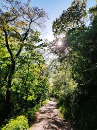 Footpath amidst trees in forest against sky