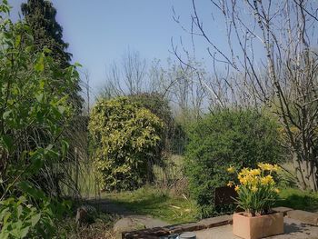 Scenic view of flowering plants against clear sky