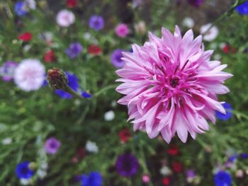 Close-up of purple flower blooming outdoors