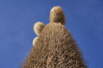 Low angle view of cactus against clear blue sky