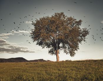 Tree on field against sky