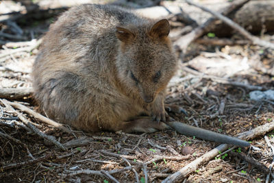 Quokka, setonix brachyurus, image was taken on rottnest island, western australia