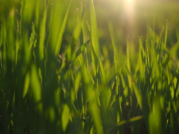 Close-up of crops growing on field