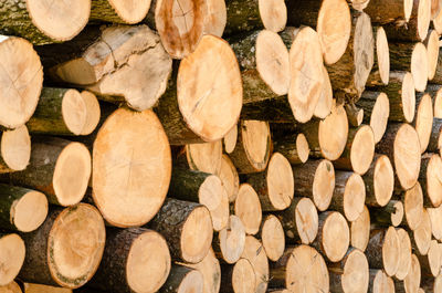 Full frame shot of logs in forest