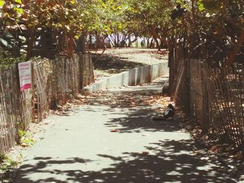 Walkway amidst trees in water