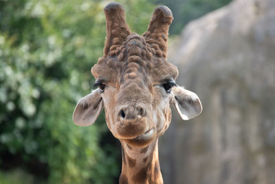 Close-up portrait of a giraffe