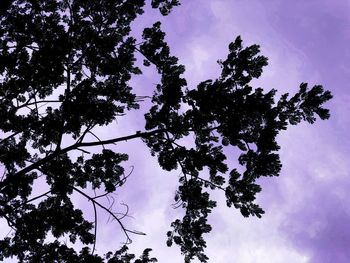 Low angle view of silhouette tree against sky