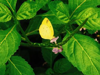 Close-up of butterfly on plant