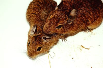 High angle view of degus