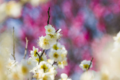 Plum blossom