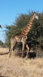 Giraffe against sky