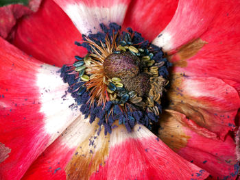 Close-up of red flower