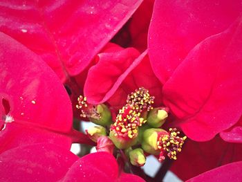 Close-up of pink flowers blooming outdoors