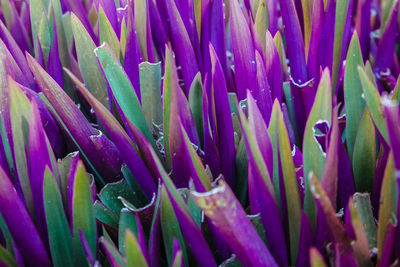 Full frame shot of purple flowering plants
