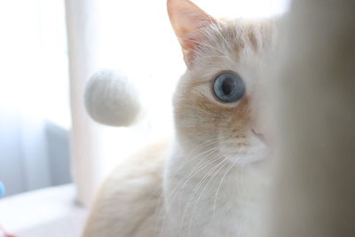 Close-up of cat looking away